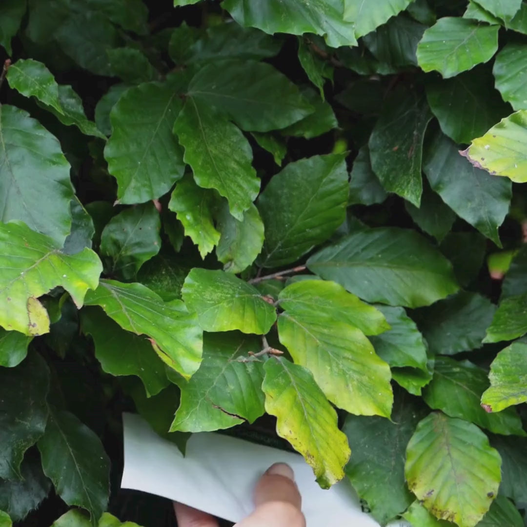 Video zobrazujúce ženu, ktorá si nanáša našu ružovú pleťovú masku s kolagénom a vitamínom B12.