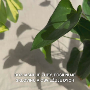 Detail ruky vyciciavajúcej hrachovú množstvo Whitening zubnej pasty na zubnú kefku a čistiace pohyby v kruhovom smere: jemná pasta s hydratovaným oxidom kremičitým (silika), alumínom a mentolom odstraňuje škvrny, posilňuje sklovinu a zanecháva svieži dych 